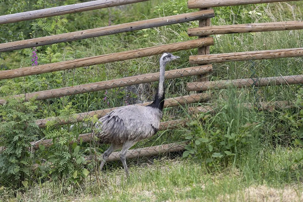 Nandu pampového chová i Zoo Olomouc