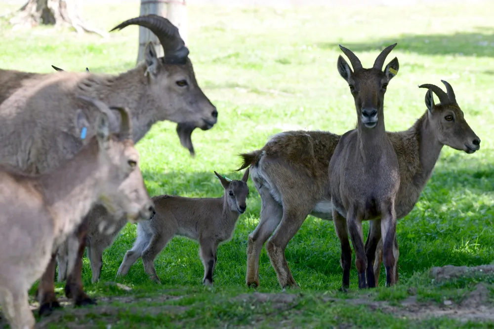 V olomoucké zoo se narodilo pět vzácných kozorožců. V přírodě jich zůstává posledních pět stovek