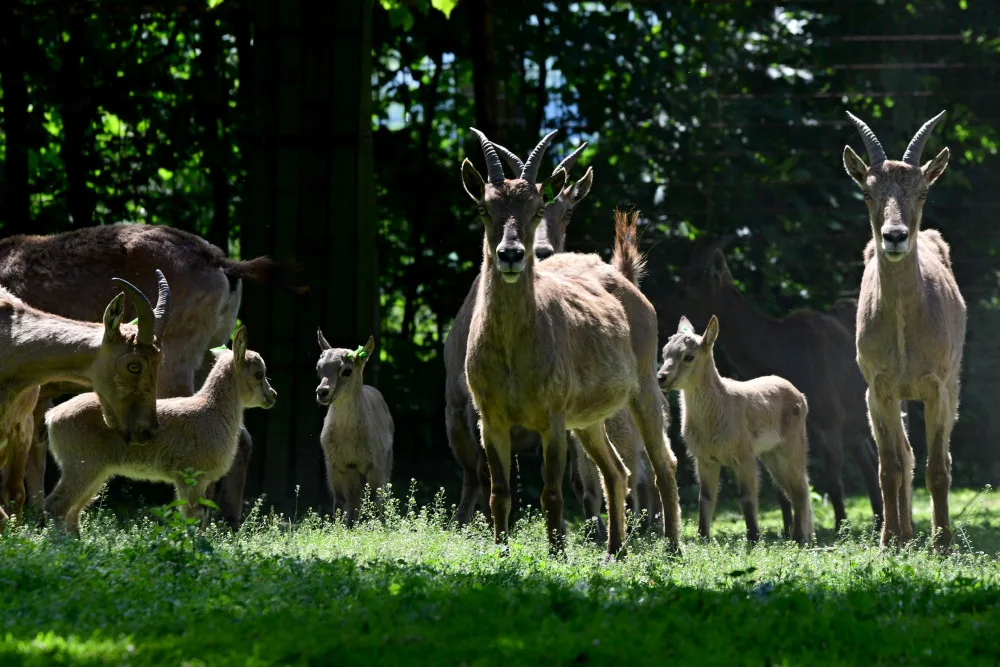 V olomoucké zoo se narodilo pět vzácných kozorožců. V přírodě jich zůstává posledních pět stovek