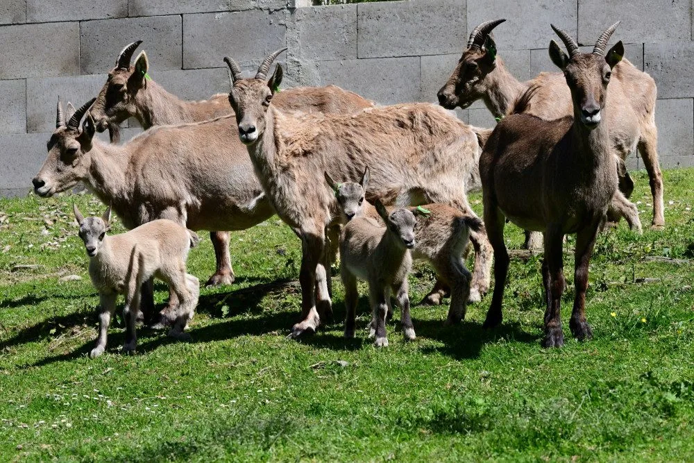 V olomoucké zoo se narodilo pět vzácných kozorožců. V přírodě jich zůstává posledních pět stovek