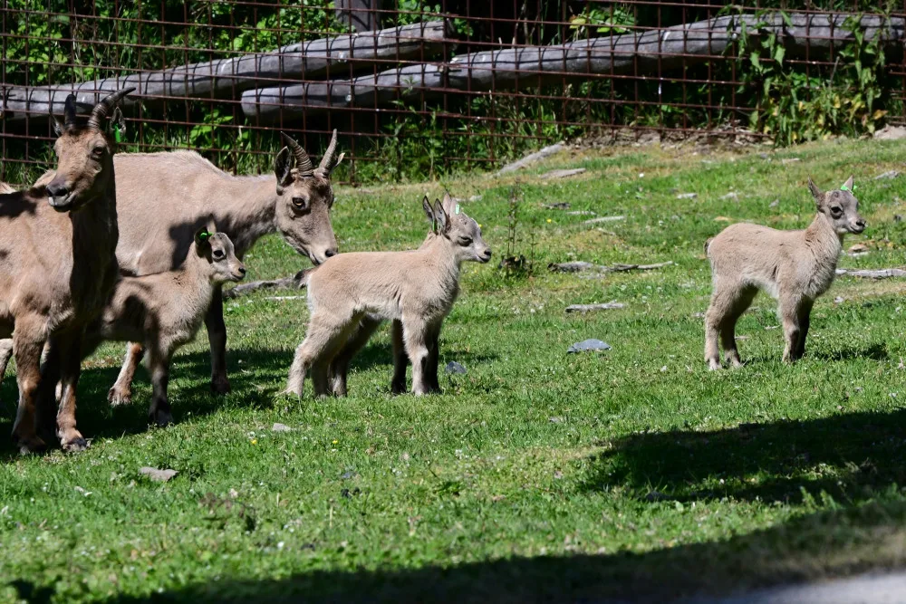 V olomoucké zoo se narodilo pět vzácných kozorožců. V přírodě jich zůstává posledních pět stovek