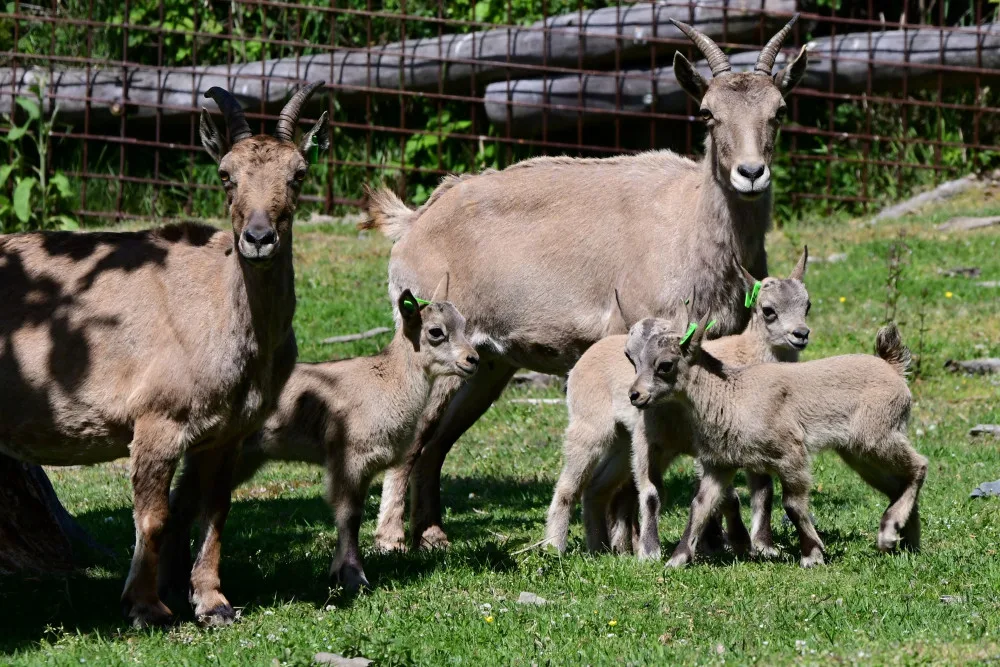 V olomoucké zoo se narodilo pět vzácných kozorožců. V přírodě jich zůstává posledních pět stovek
