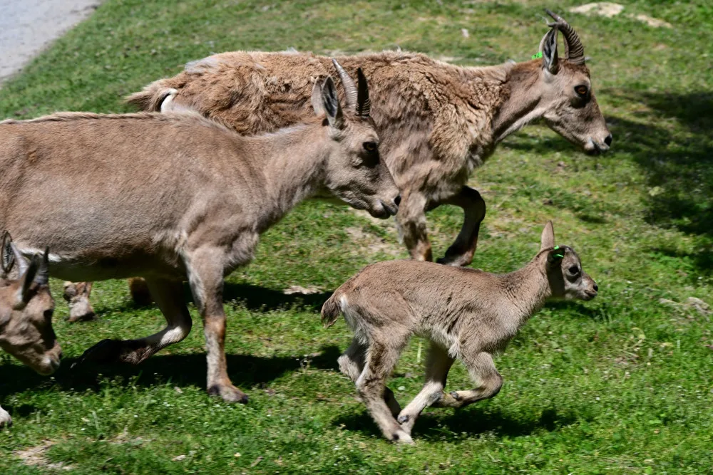 V olomoucké zoo se narodilo pět vzácných kozorožců. V přírodě jich zůstává posledních pět stovek