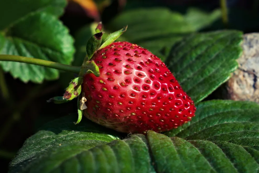 strawberry-ga09091663_1280