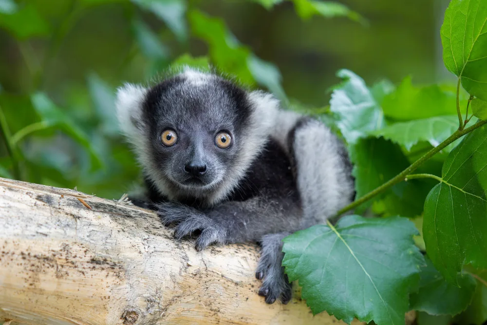 V olomoucké zoo se narodilo další mládě kriticky ohroženého lemura. Kluk se má čile k světu