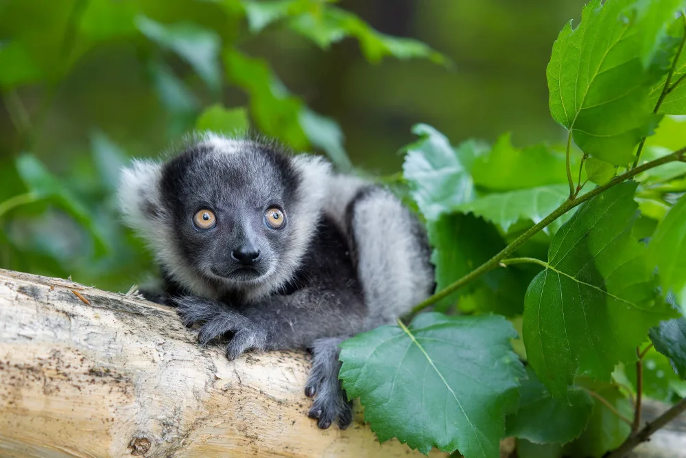 V olomoucké zoo se narodilo další mládě kriticky ohroženého lemura. Kluk se má čile k světu