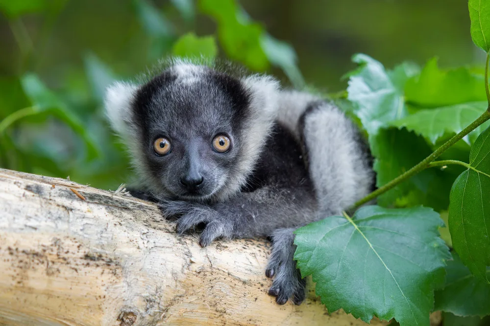 V olomoucké zoo se narodilo další mládě kriticky ohroženého lemura. Kluk se má čile k světu
