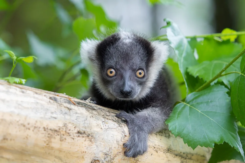 V olomoucké zoo se narodilo další mládě kriticky ohroženého lemura. Kluk se má čile k světu