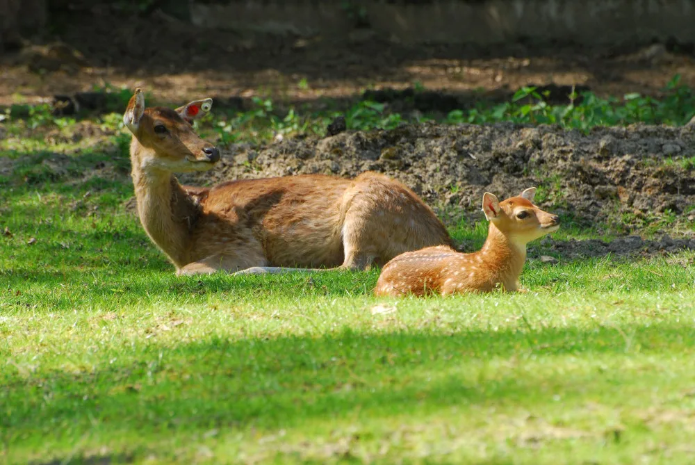 Olomoucká zoo bude řídit chov vzácného jelena po celém světě. Má druhé největší stádo