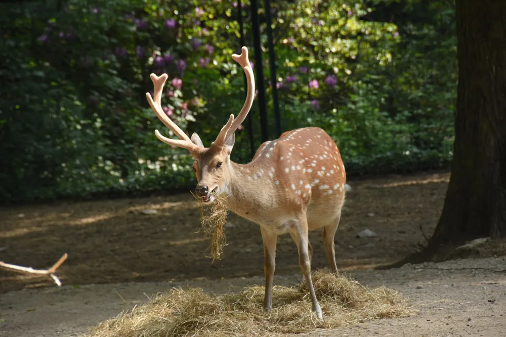 Olomoucká zoo bude řídit chov vzácného jelena po celém světě. Má druhé největší stádo