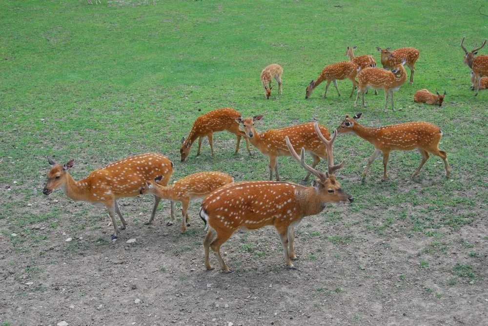 Olomoucká zoo bude řídit chov vzácného jelena po celém světě. Má druhé největší stádo
