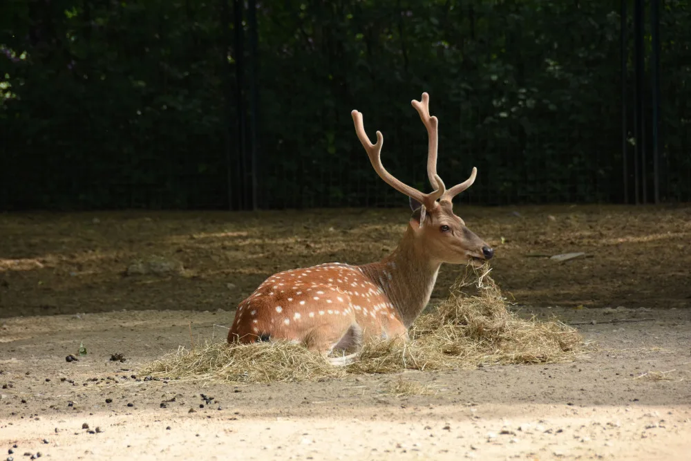 Olomoucká zoo bude řídit chov vzácného jelena po celém světě. Má druhé největší stádo
