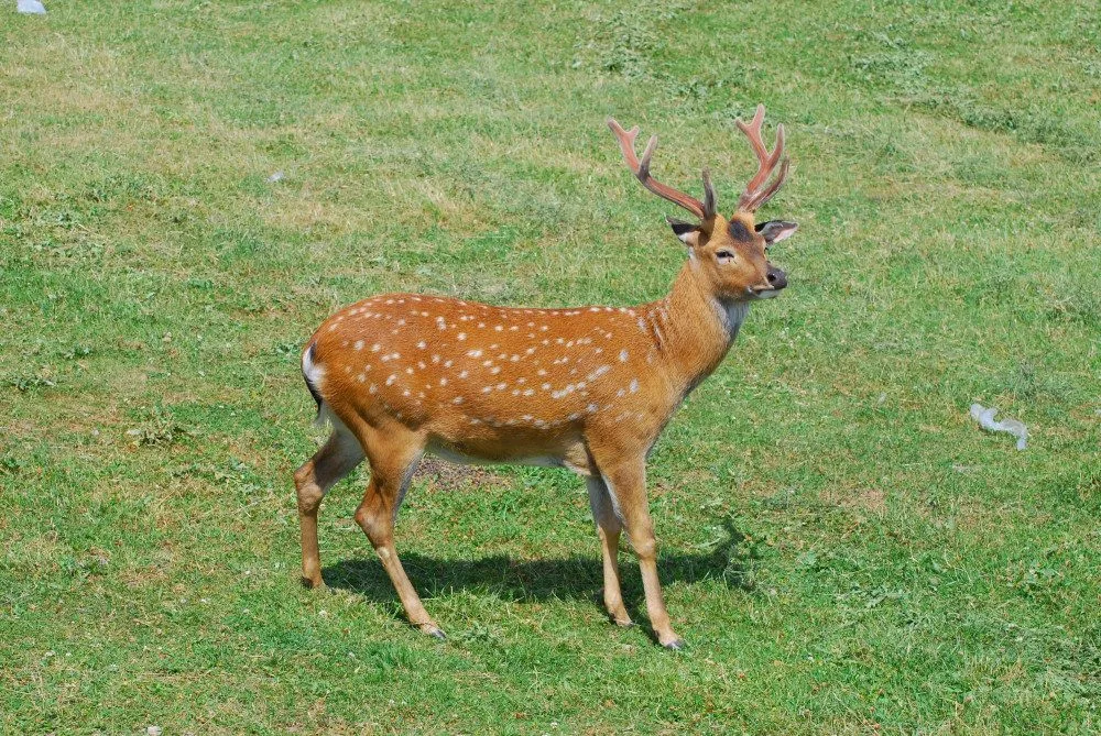 Olomoucká zoo bude řídit chov vzácného jelena po celém světě. Má druhé největší stádo