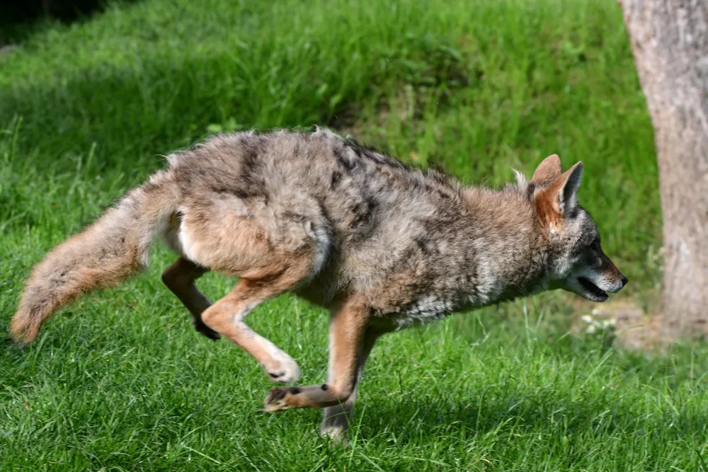 Olomoucká zoo nově chová severoamerickou šelmu. Jako jediná v republice