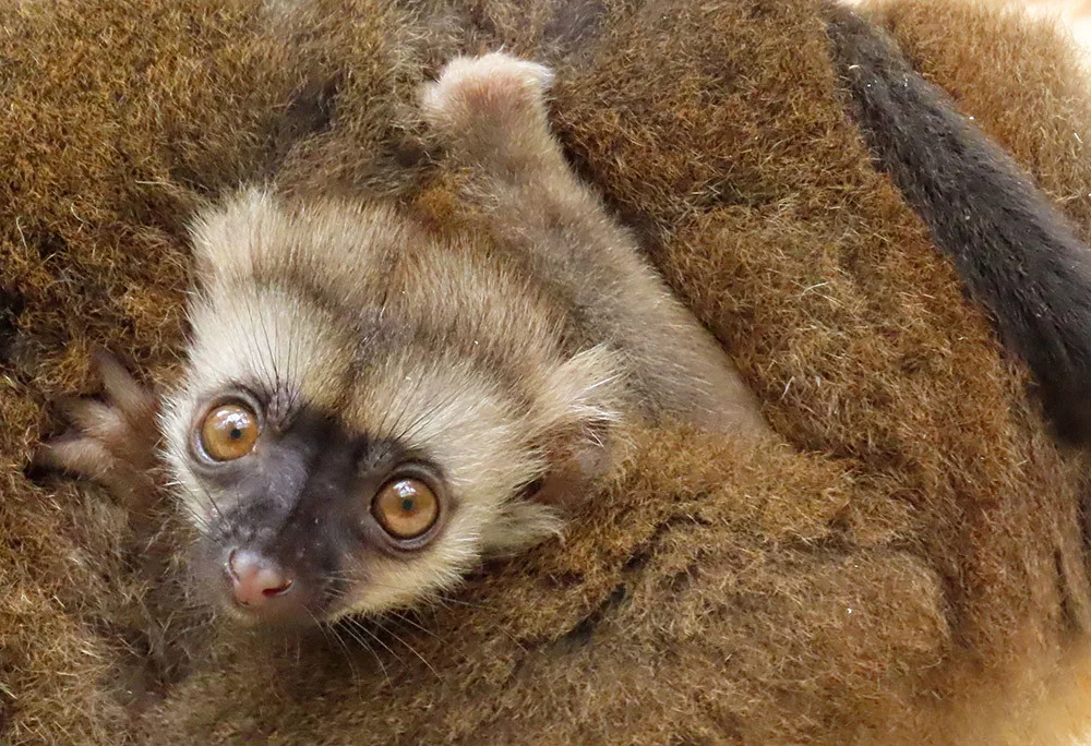 Lemuří dvojčata poznávají výběh v Zoo Olomouc