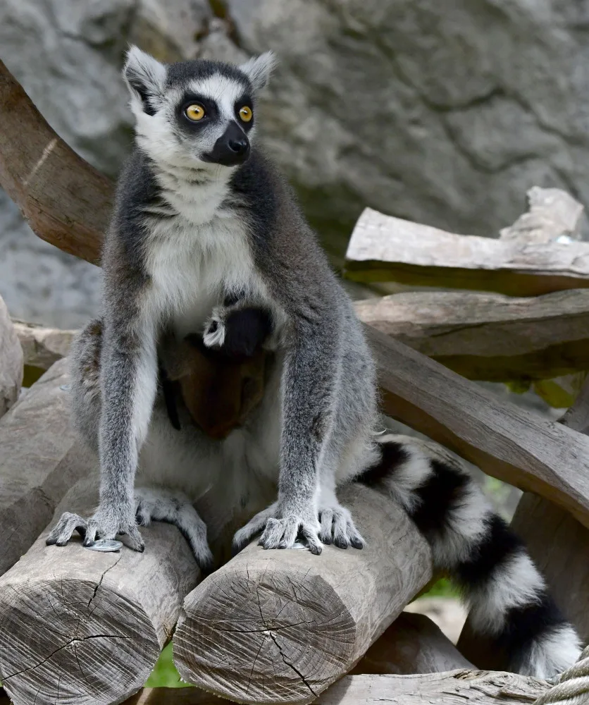 Olomoucká zoo se může pochlubit dalším mládětem lemura. Víc než deset let zde funguje chovná stanice