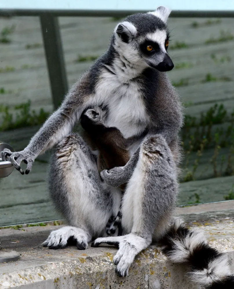 Olomoucká zoo se může pochlubit dalším mládětem lemura. Víc než deset let zde funguje chovná stanice