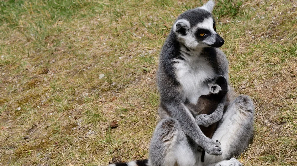 Olomoucká zoo se může pochlubit dalším mládětem lemura. Víc než deset let zde funguje chovná stanice
