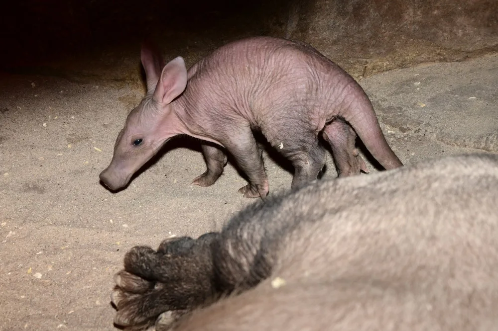 Další úspěch olomoucké zoo. Slaví odchování mláděte hrabáče