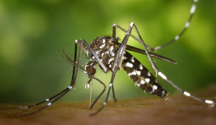 size3-168967752927-2-komar-tygrovany-se-objevil-v-rakouskem-linci-muze-prenaset-horecku-dengue