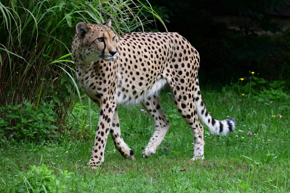 Do olomoucké zoo se vrátili gepardi. Dva noví samci přijeli z Dvora Králové