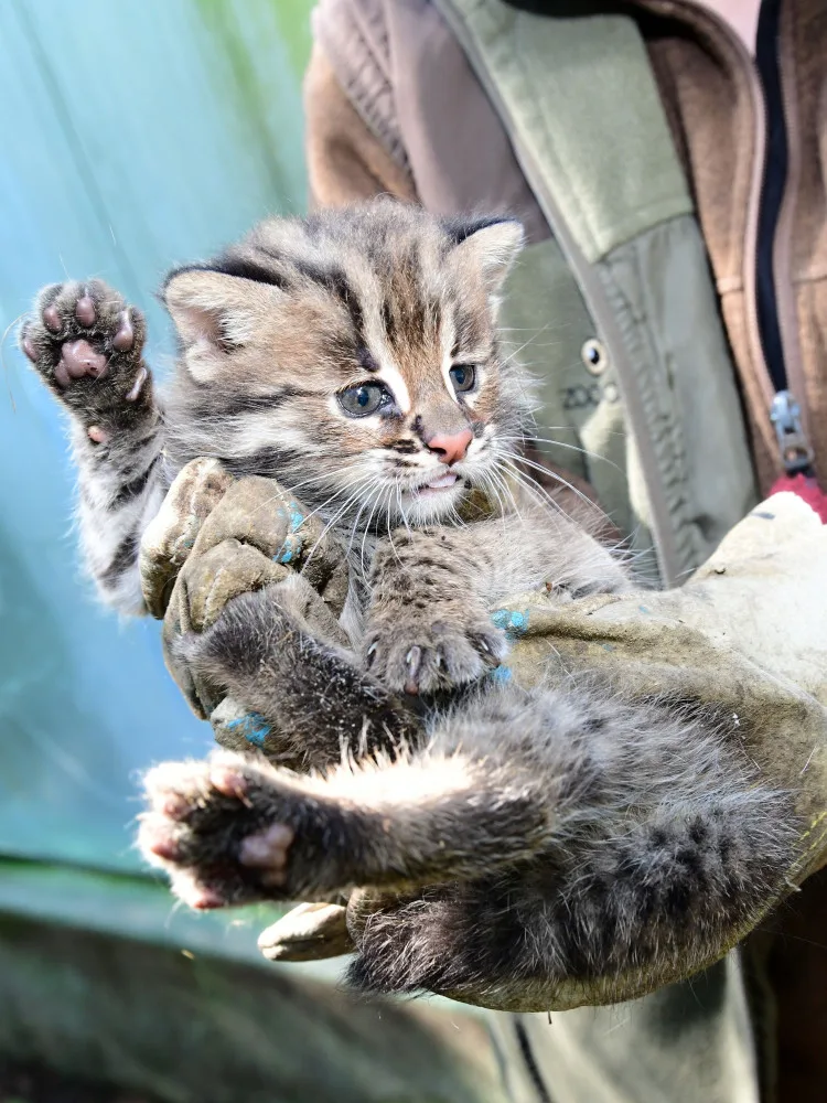 Dvě krátkouchá koťata jsou nyní k vidění v olomoucké zoo. Kvůli kožešině jde o kriticky ohroženou kočku