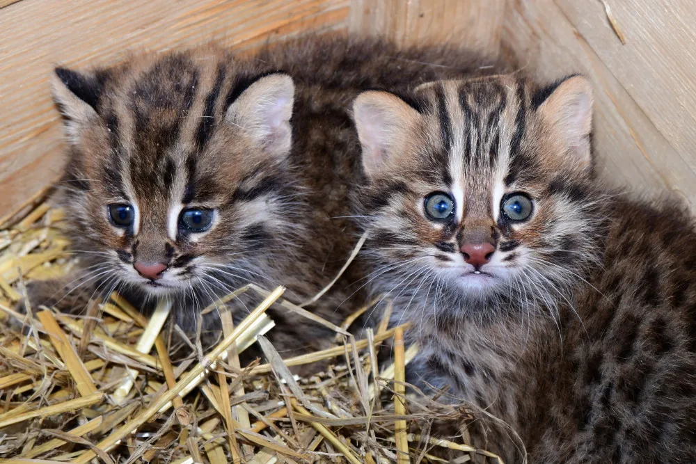 Dvě krátkouchá koťata jsou nyní k vidění v olomoucké zoo. Kvůli kožešině jde o kriticky ohroženou kočku