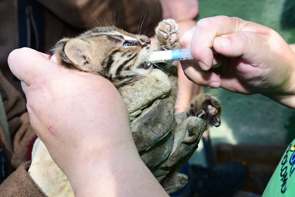 Dvě krátkouchá koťata jsou nyní k vidění v olomoucké zoo. Kvůli kožešině jde o kriticky ohroženou kočku