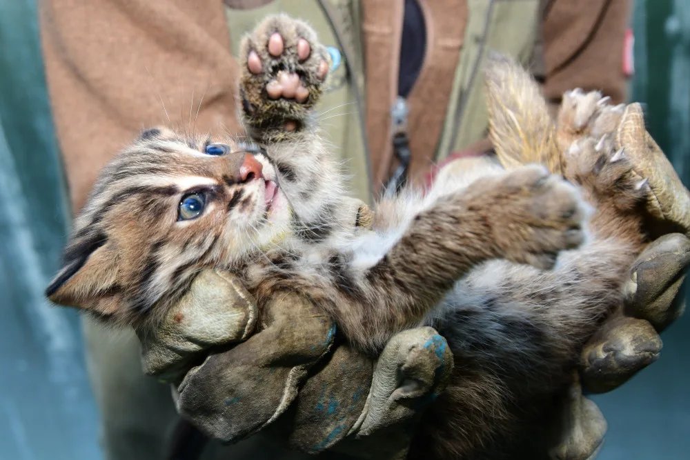 Dvě krátkouchá koťata jsou nyní k vidění v olomoucké zoo. Kvůli kožešině jde o kriticky ohroženou kočku