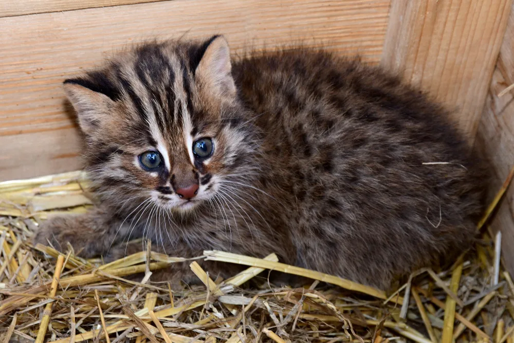 Dvě krátkouchá koťata jsou nyní k vidění v olomoucké zoo. Kvůli kožešině jde o kriticky ohroženou kočku