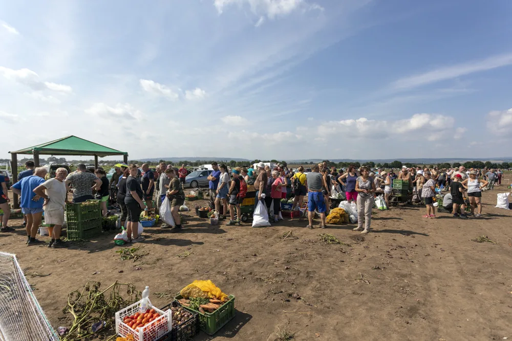 Tři hodiny ve frontě a dopravní kolaps. Moc mě to mrzí, říká k extrémnímu samosběr pěstitel z Hané