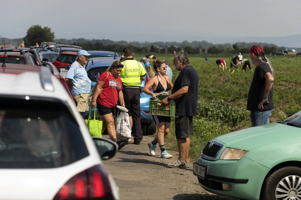 FOTO: Tři hodiny ve frontě a dopravní kolaps. Moc mě to mrzí, říká k extrémnímu samosběr pěstitel z Hané