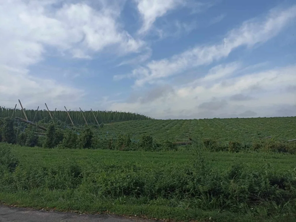 Bouře poškodila chmelnice u Kokor či Velkého Týnce
