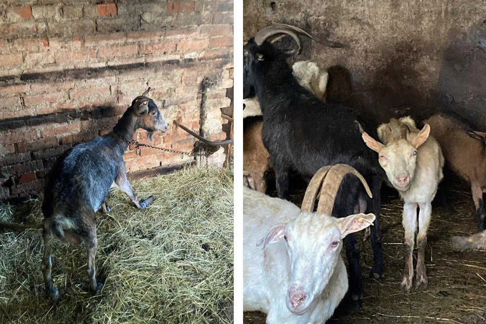 Zubožené kozy na Šumpersku. Ve strašlivých podmínkách žily desítky zvířat