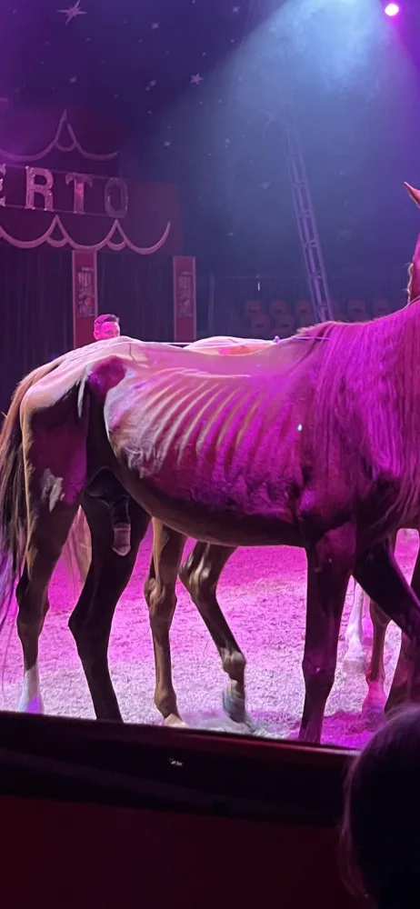 Veterinární inspekce zkontrolovala cirkus na Hané kvůli vyzáblému hřebci. Pochybení nezjistila