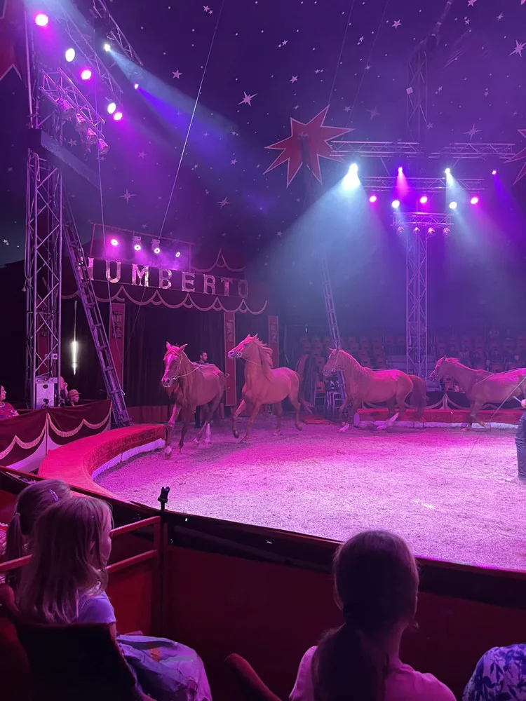 Veterinární inspekce zkontrolovala cirkus na Hané kvůli vyzáblému hřebci. Pochybení nezjistila