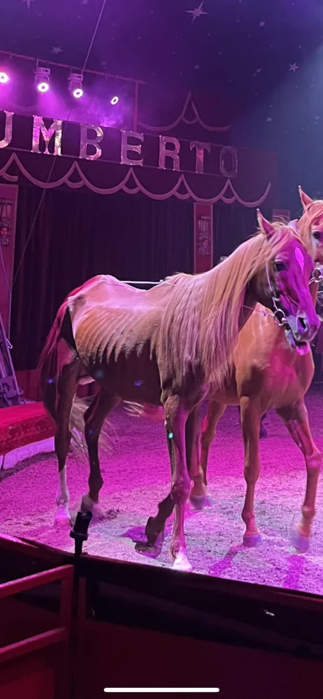 Veterinární inspekce zkontrolovala cirkus na Hané kvůli vyzáblému hřebci. Pochybení nezjistila