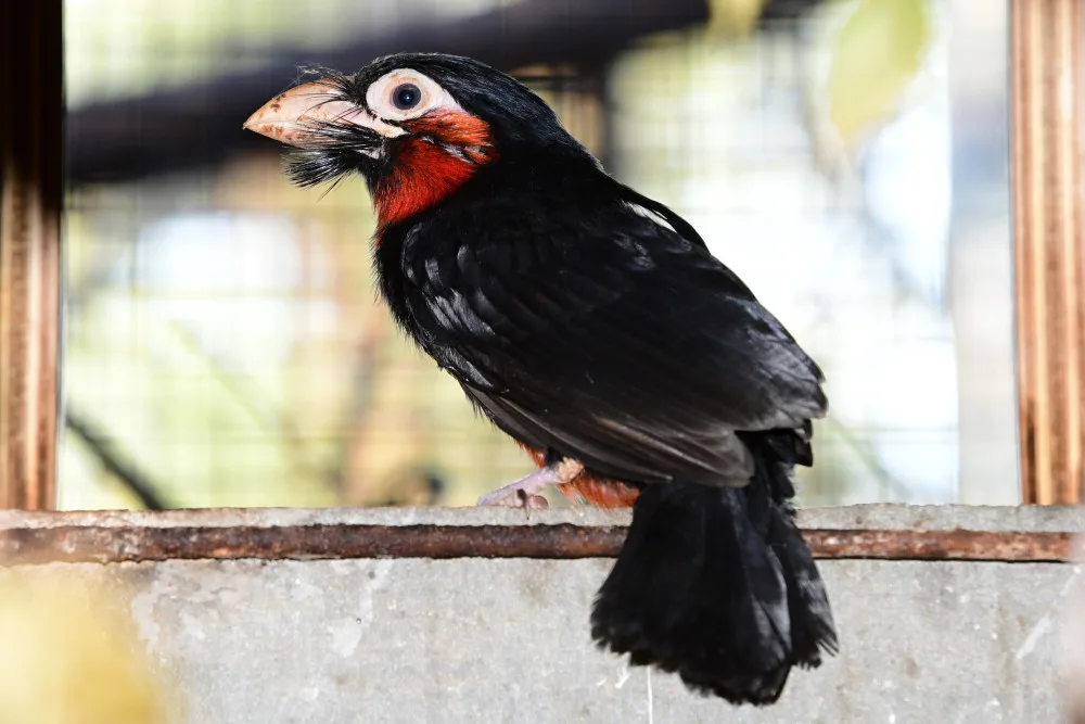 První mládě vousáka po osmi letech. Olomoucká zoo slaví úspěch s chovem afrického ptáka