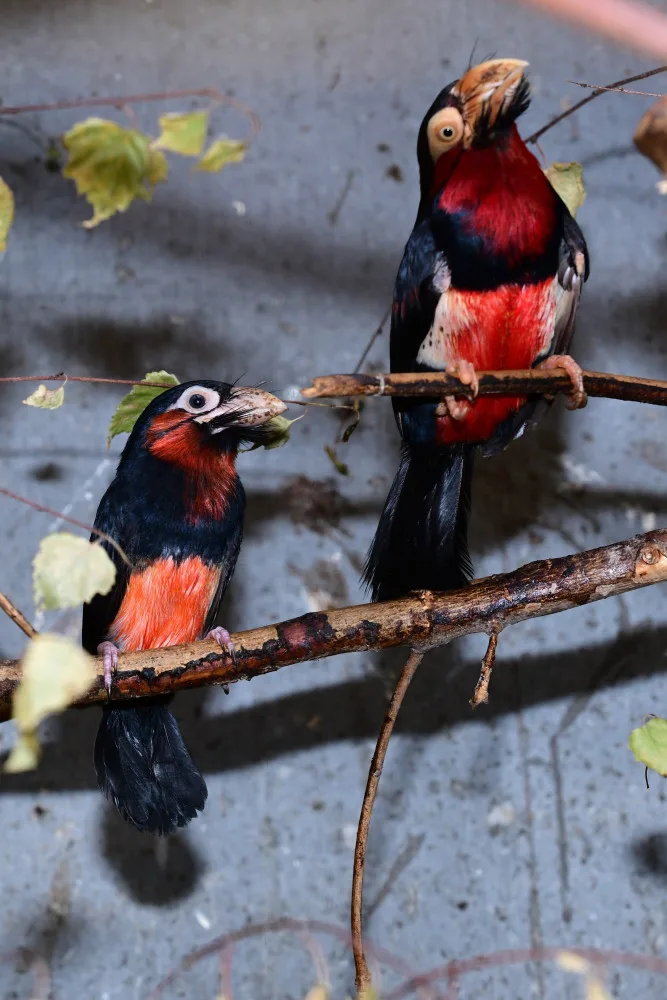 První mládě vousáka po osmi letech. Olomoucká zoo slaví úspěch s chovem afrického ptáka