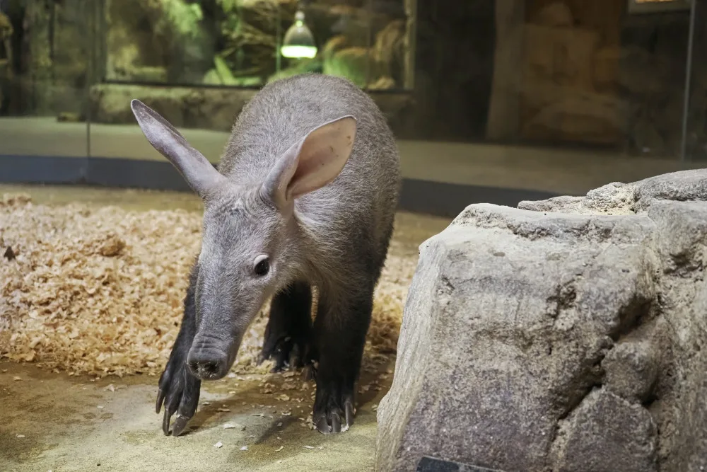 Olomoucká zoo je jedna ze tří v Evropě, kde se letos podařilo mládě hrabáče odchovat