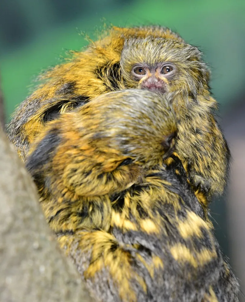 V olomoucké zoo už jsou k vidění dvojčata nejmenších opic na světě. Vozí se na zádech otce a sourozenců