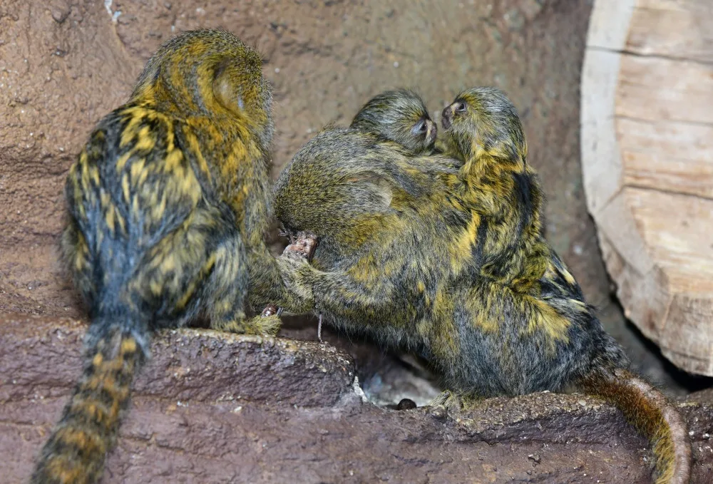 V olomoucké zoo už jsou k vidění dvojčata nejmenších opic na světě. Vozí se na zádech otce a sourozenců