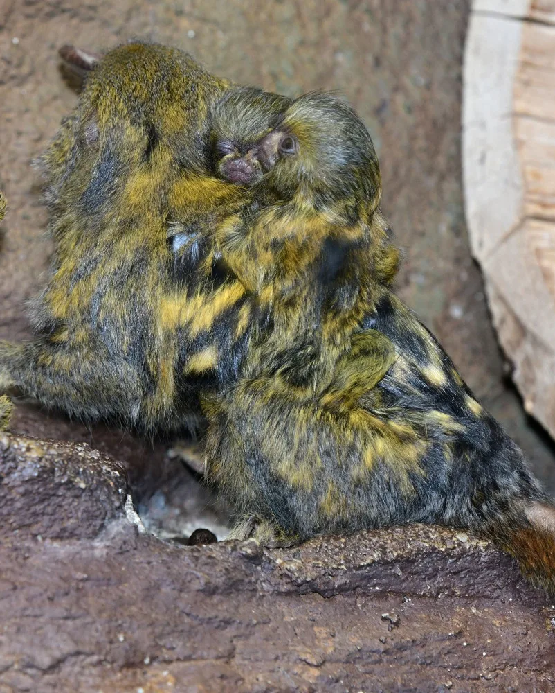 V olomoucké zoo už jsou k vidění dvojčata nejmenších opic na světě. Vozí se na zádech otce a sourozenců