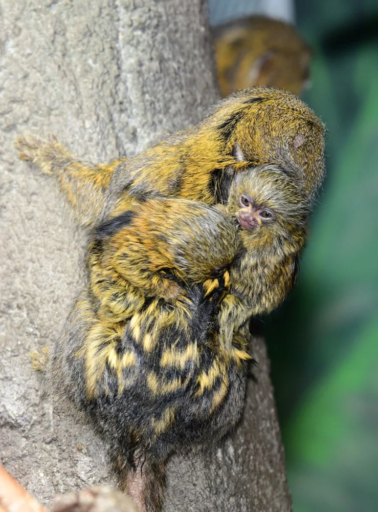 V olomoucké zoo už jsou k vidění dvojčata nejmenších opic na světě. Vozí se na zádech otce a sourozenců