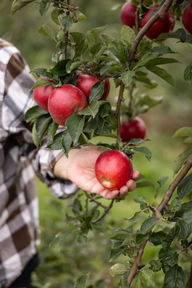 Kofola kupuje Pragerovy sady na Šumpersku. Bude zde pěstovat ciderovou odrůdu jablek