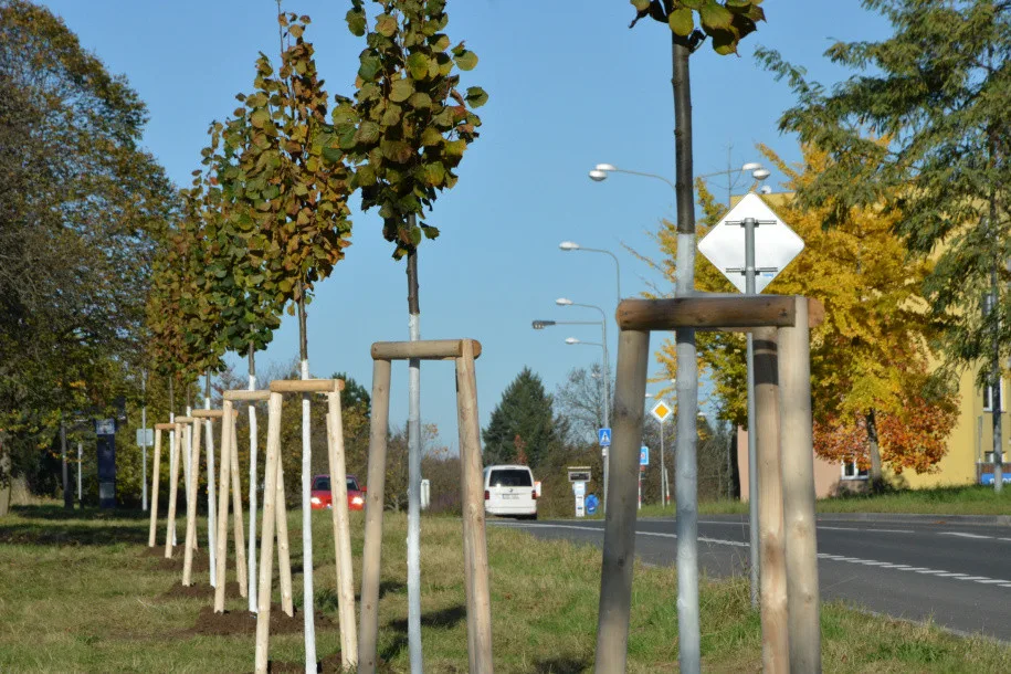 Dvojitá lipová alej pro Okružní ulici. Pozemek u rušné silnice Olomouc věnovala stromům