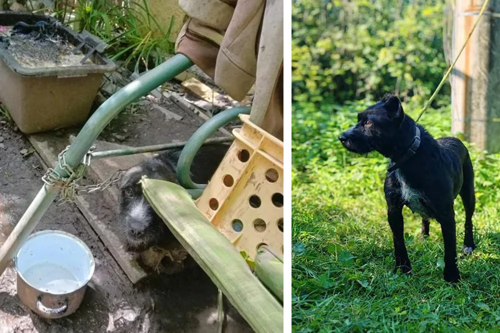 Pejsci žili na zahradě v Němčicích nad Hanou v žalostných podmínkách, po čtvrt roce v útulku se jim daří lépe