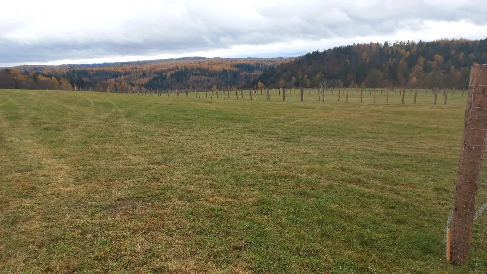 Tisíce stromů na zemědělské půdě na Libavé. Vojenské lesy spustily agrolesnické projekty