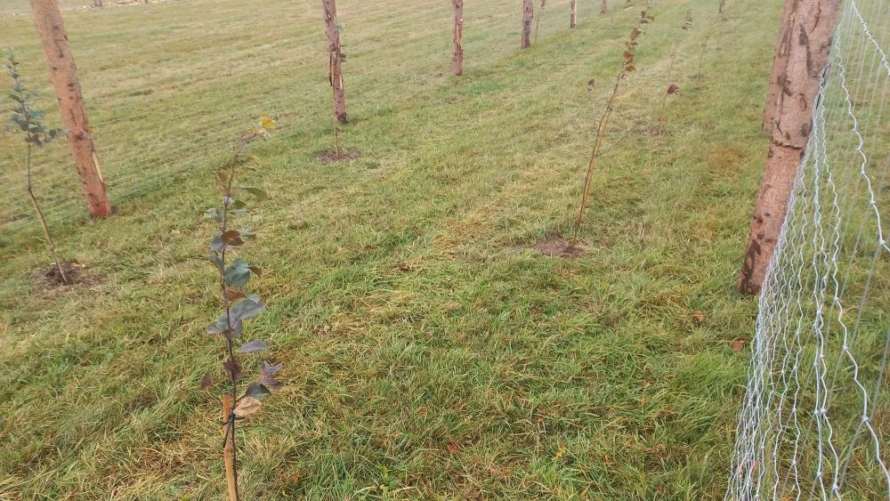 Tisíce stromů na zemědělské půdě na Libavé. Vojenské lesy spustily agrolesnické projekty