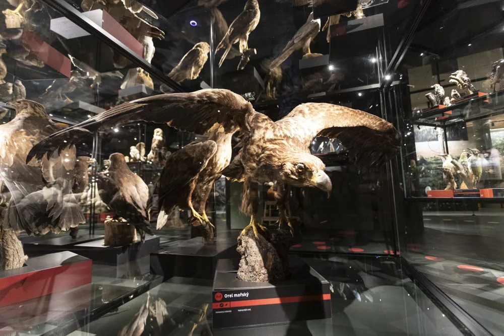 FOTOGALERIE: Jedinečná ptačí říše v Přerově. Po rekonstrukci se otevře muzeum Ornis
